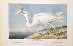 Great White Heron /// John James Audubon Ornithology Shorebird Key West Florida