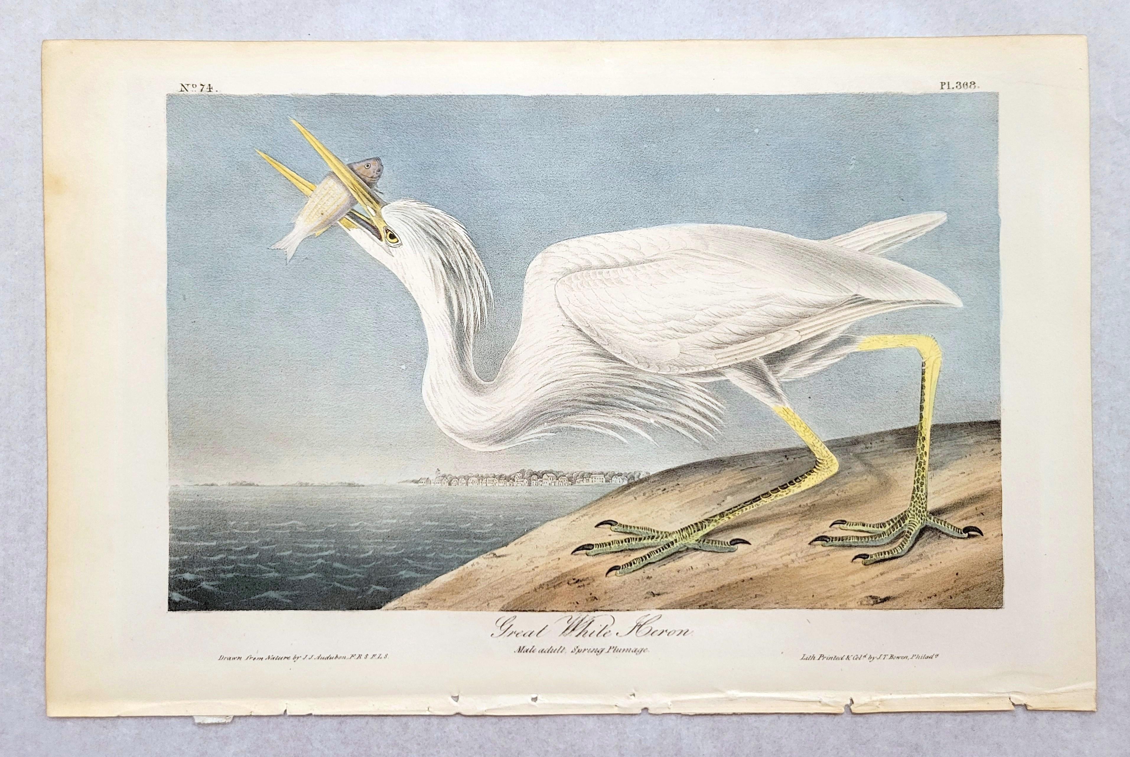Great White Heron /// John James Audubon Ornithology Shorebird Key West Florida For Sale 2
