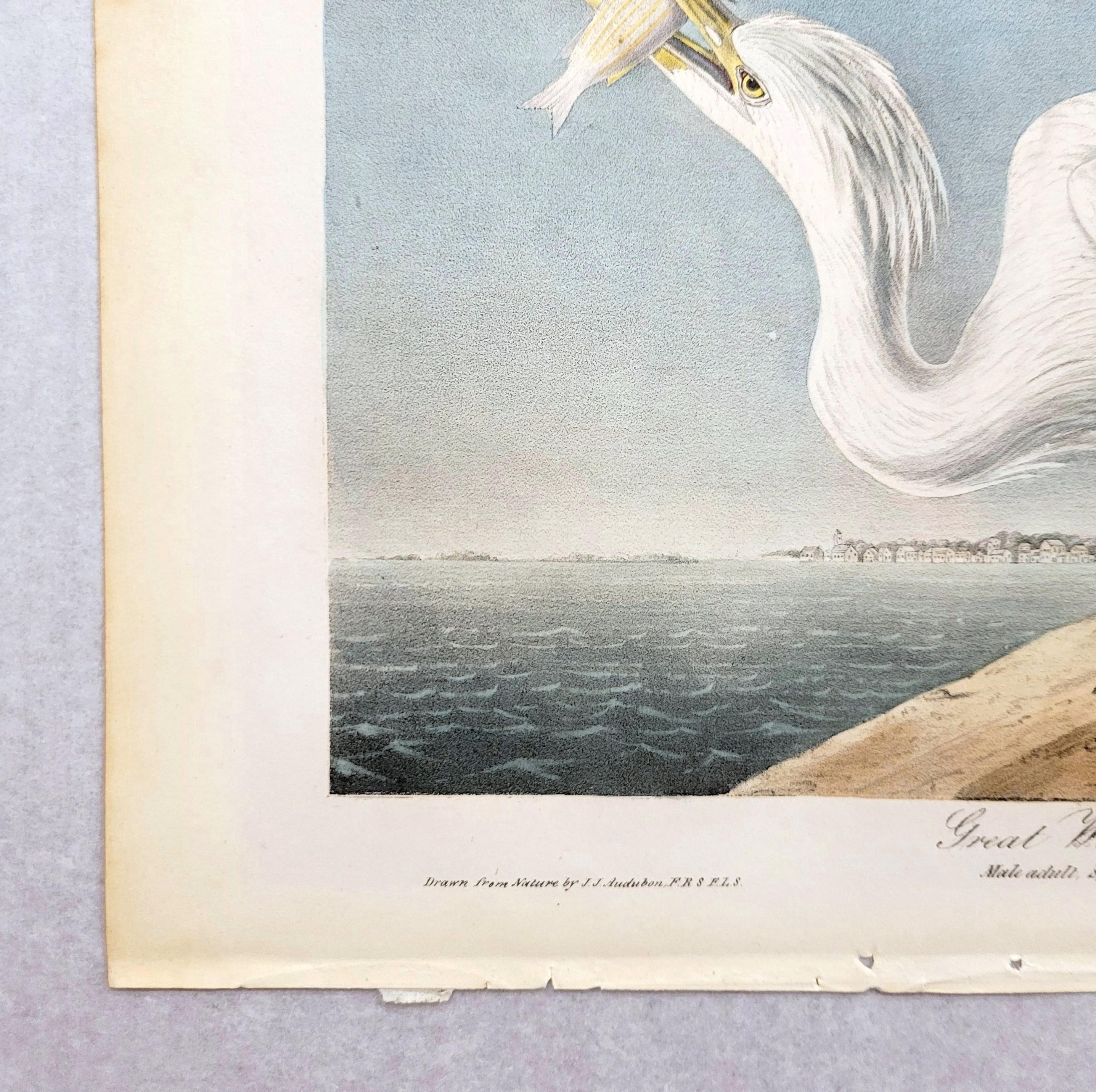 Great White Heron /// John James Audubon Ornithology Shorebird Key West Florida For Sale 3