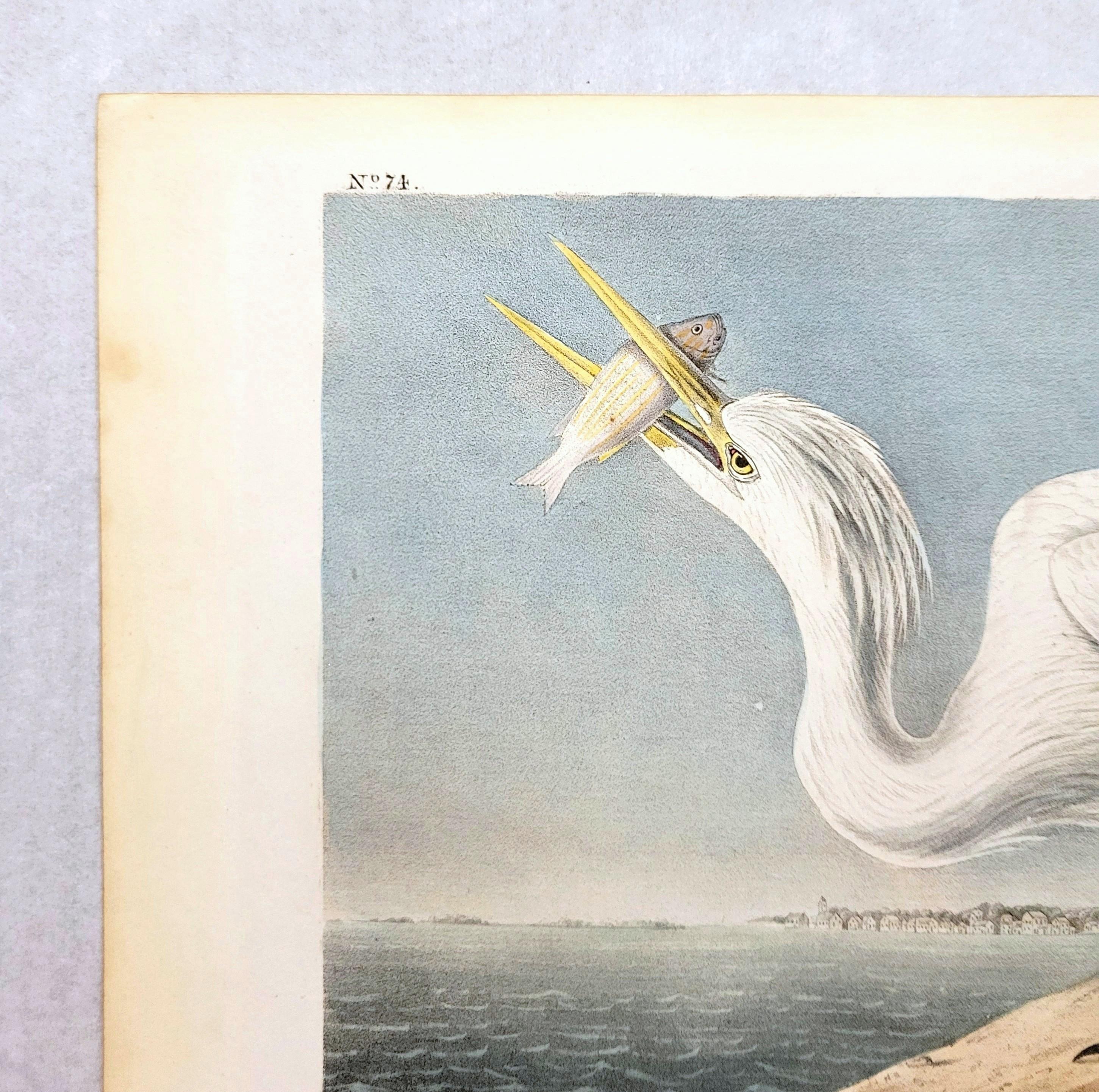 Great White Heron /// John James Audubon Ornithology Shorebird Key West Florida For Sale 4