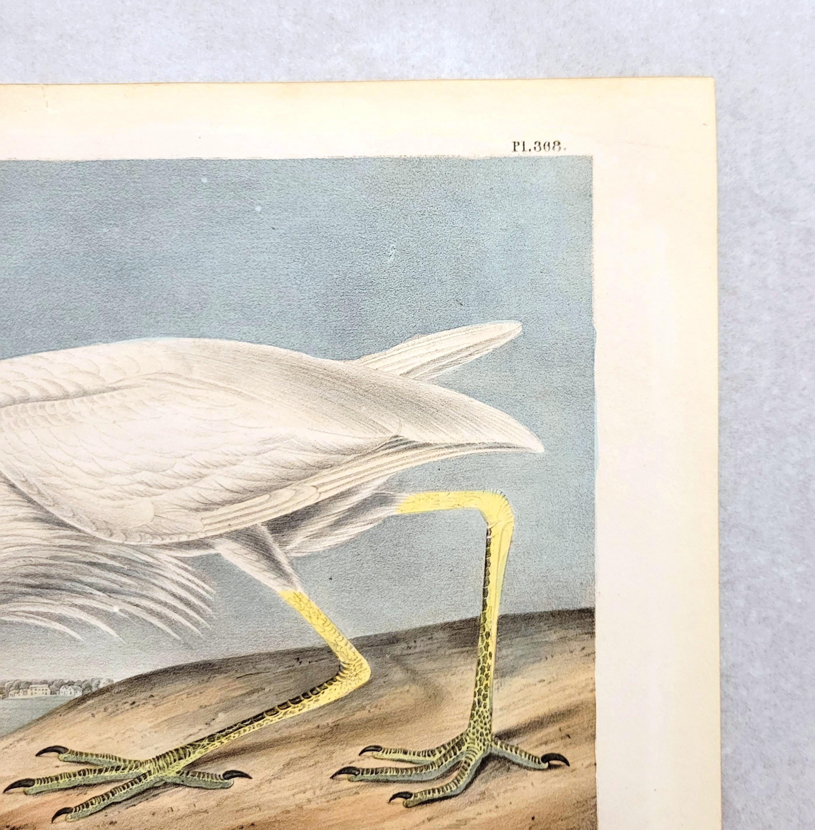 Great White Heron /// John James Audubon Ornithology Shorebird Key West Florida For Sale 5