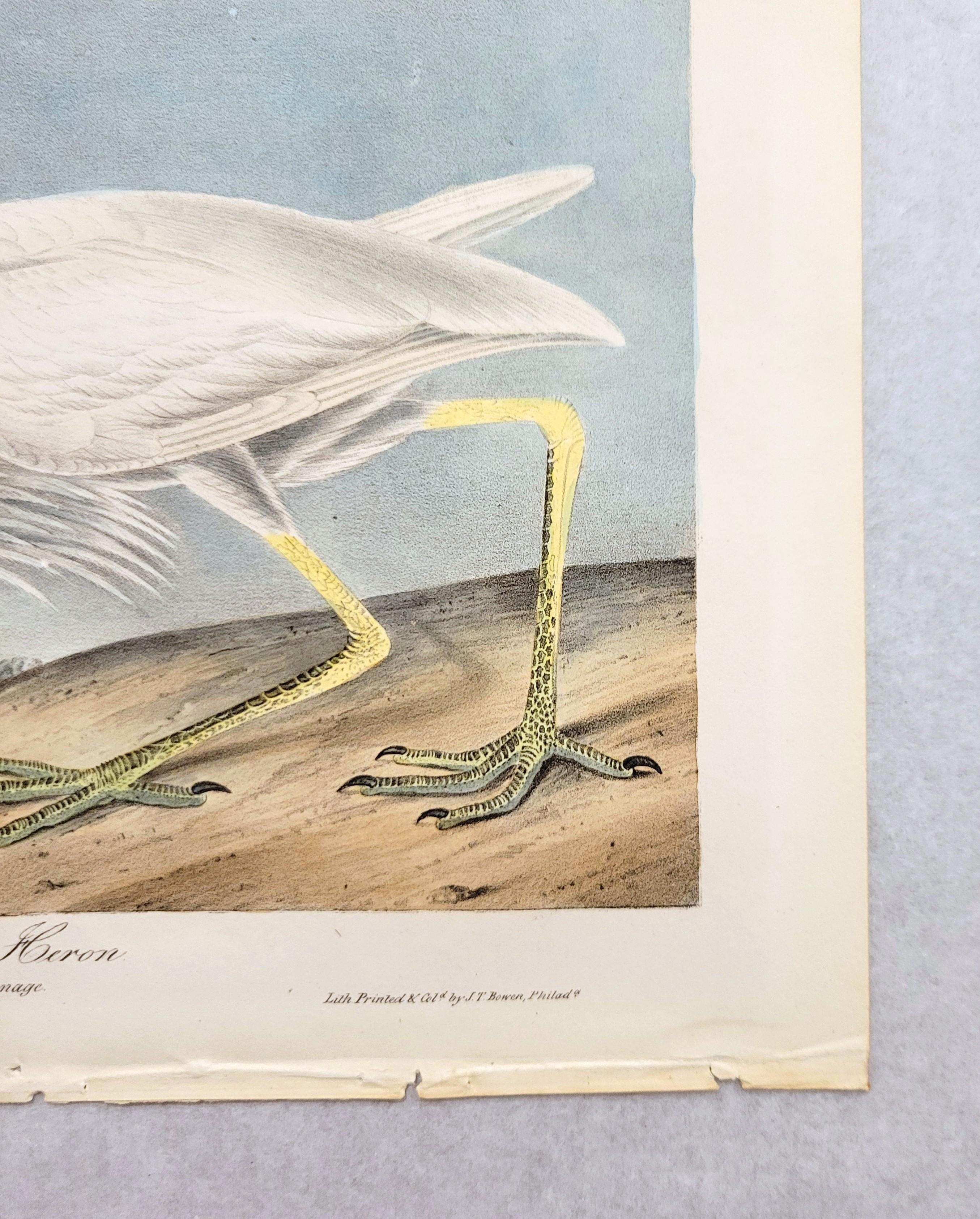 Great White Heron /// John James Audubon Ornithology Shorebird Key West Florida For Sale 6