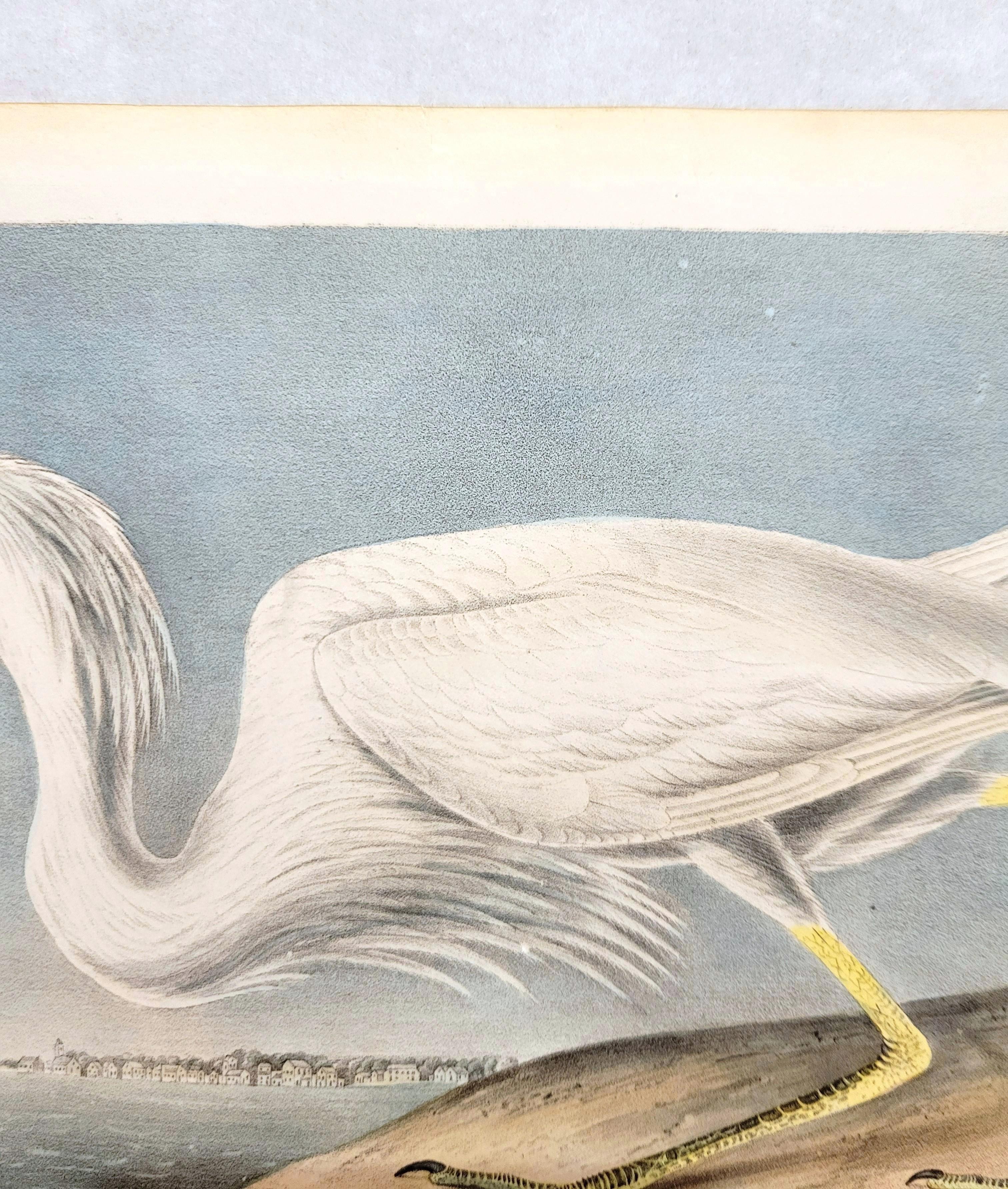 Great White Heron /// John James Audubon Ornithology Shorebird Key West Florida For Sale 7