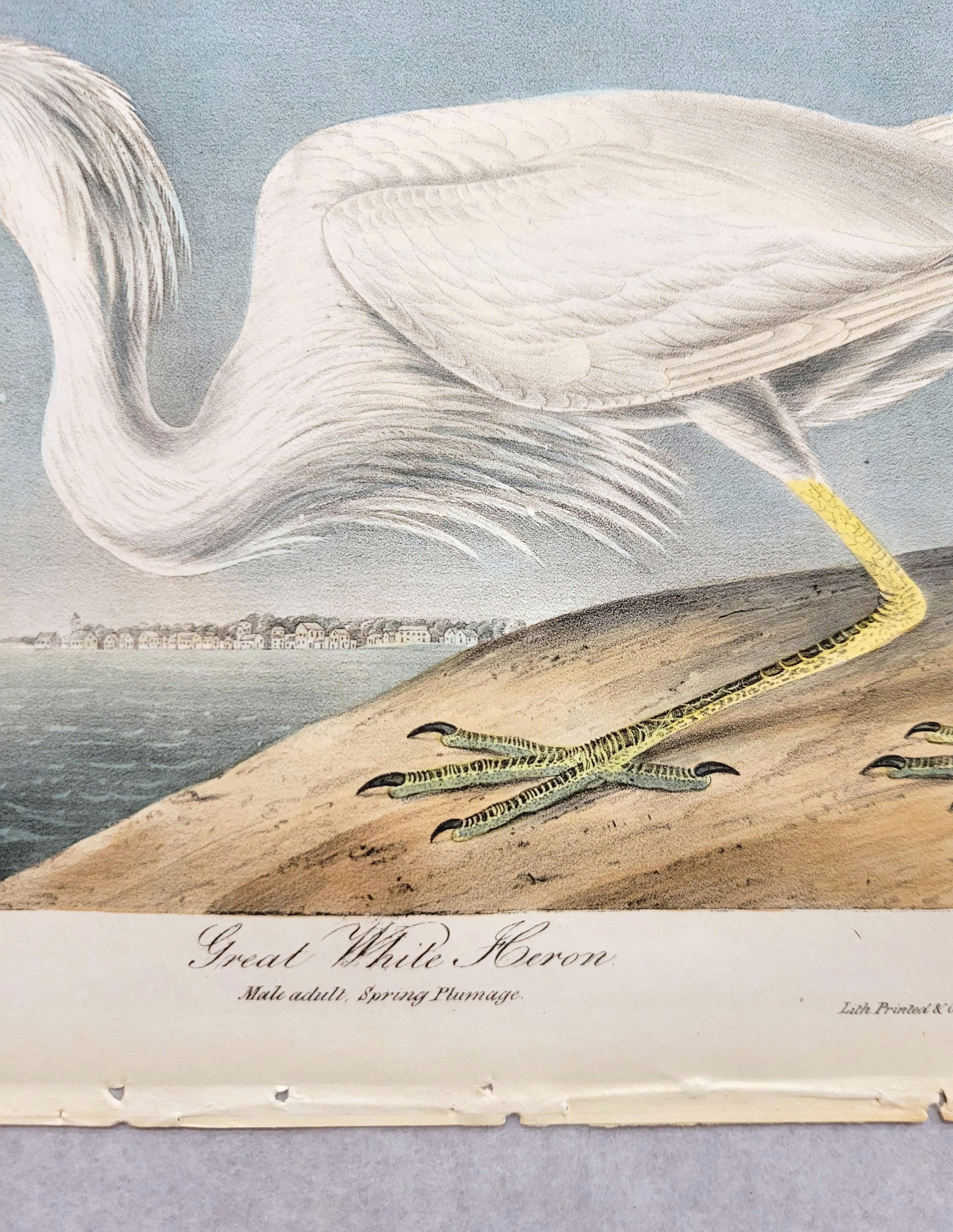 Great White Heron /// John James Audubon Ornithology Shorebird Key West Florida For Sale 8