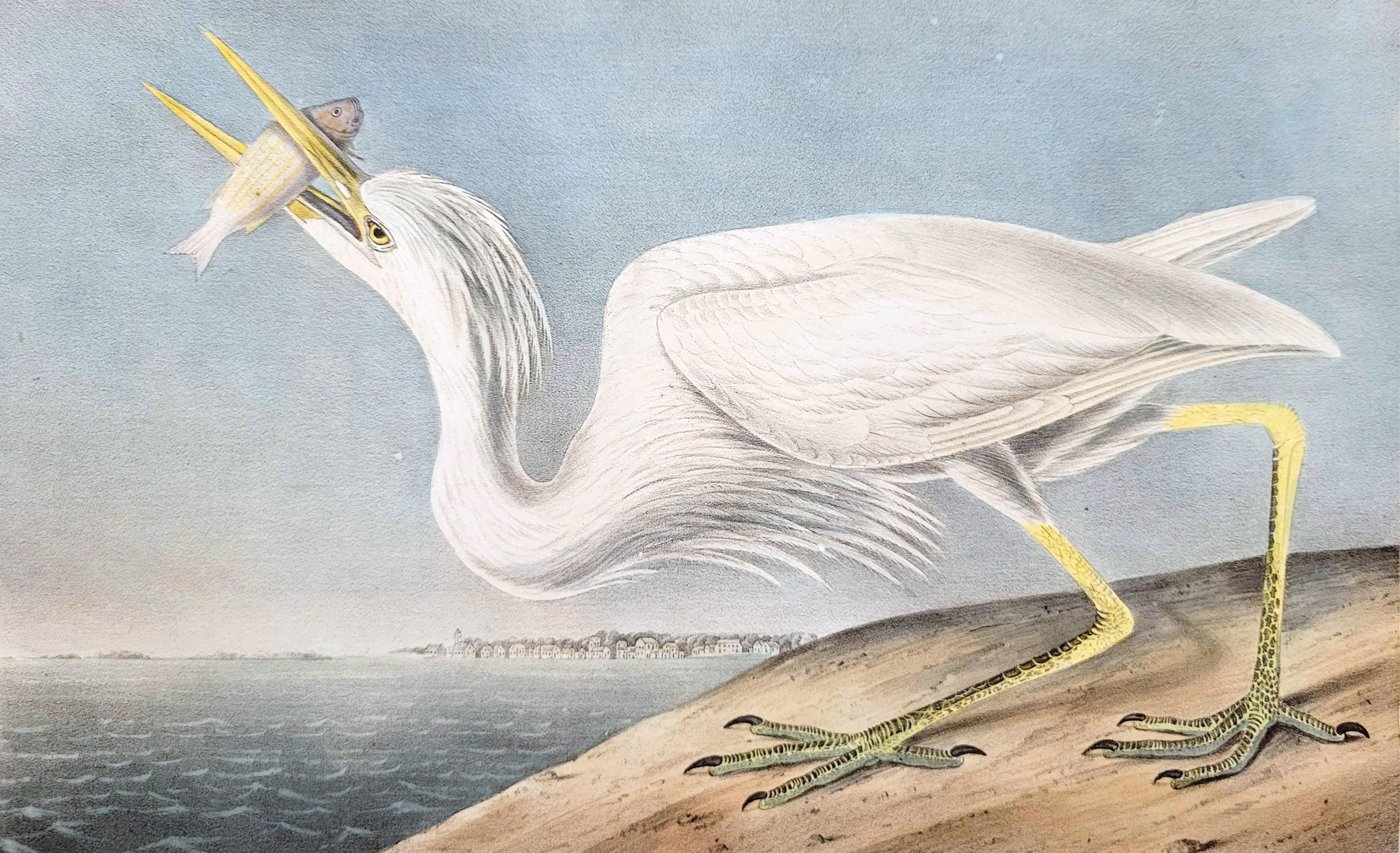 Great White Heron /// John James Audubon Ornithology Shorebird Key West Florida