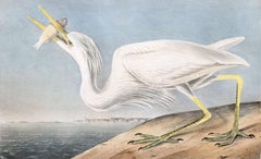 Great White Heron /// John James Audubon Ornithology Shorebird Key West Florida
