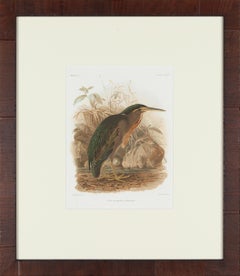 Green Heron