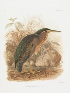Green Heron
