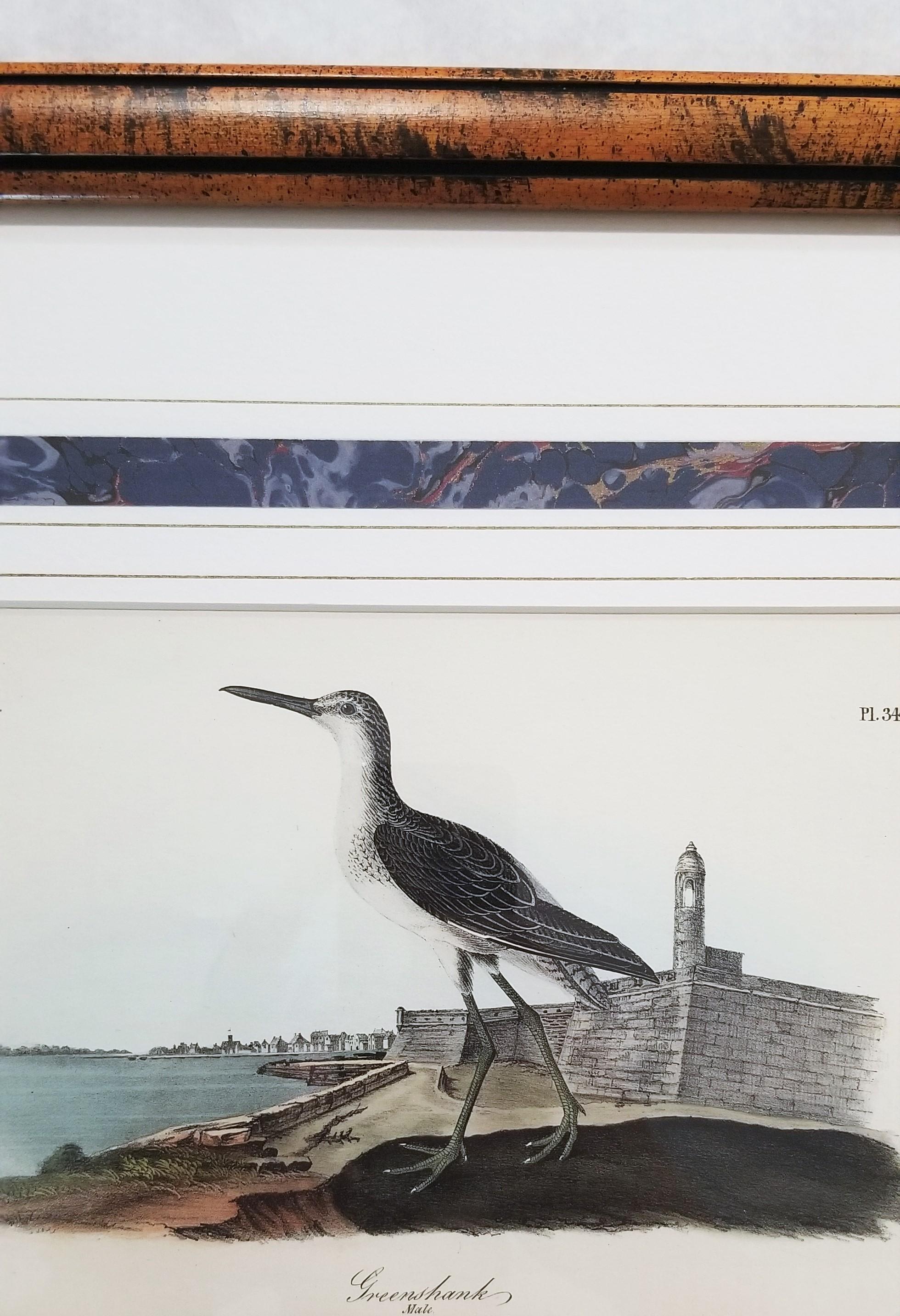 Greenshank (St. Augustine, FL) /// Bird Ornithology John James Audubon Seascape For Sale 6