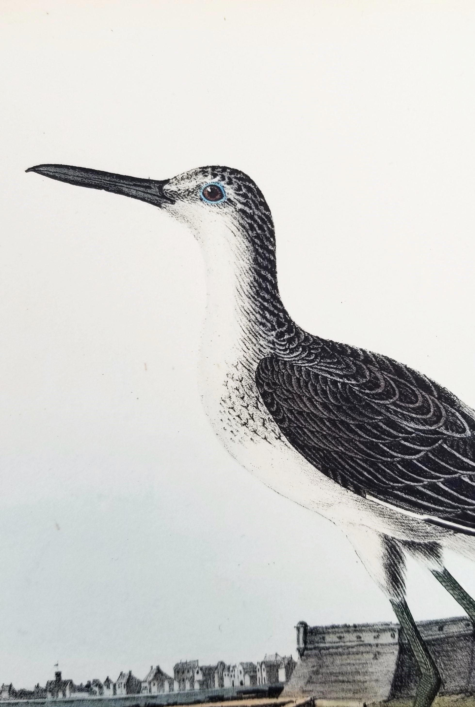 Greenshank (St. Augustine, FL) /// Bird Ornithology John James Audubon Seascape For Sale 9