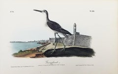 Greenshank (St. Augustine, FL) /// Bird Ornithology John James Audubon Seascape