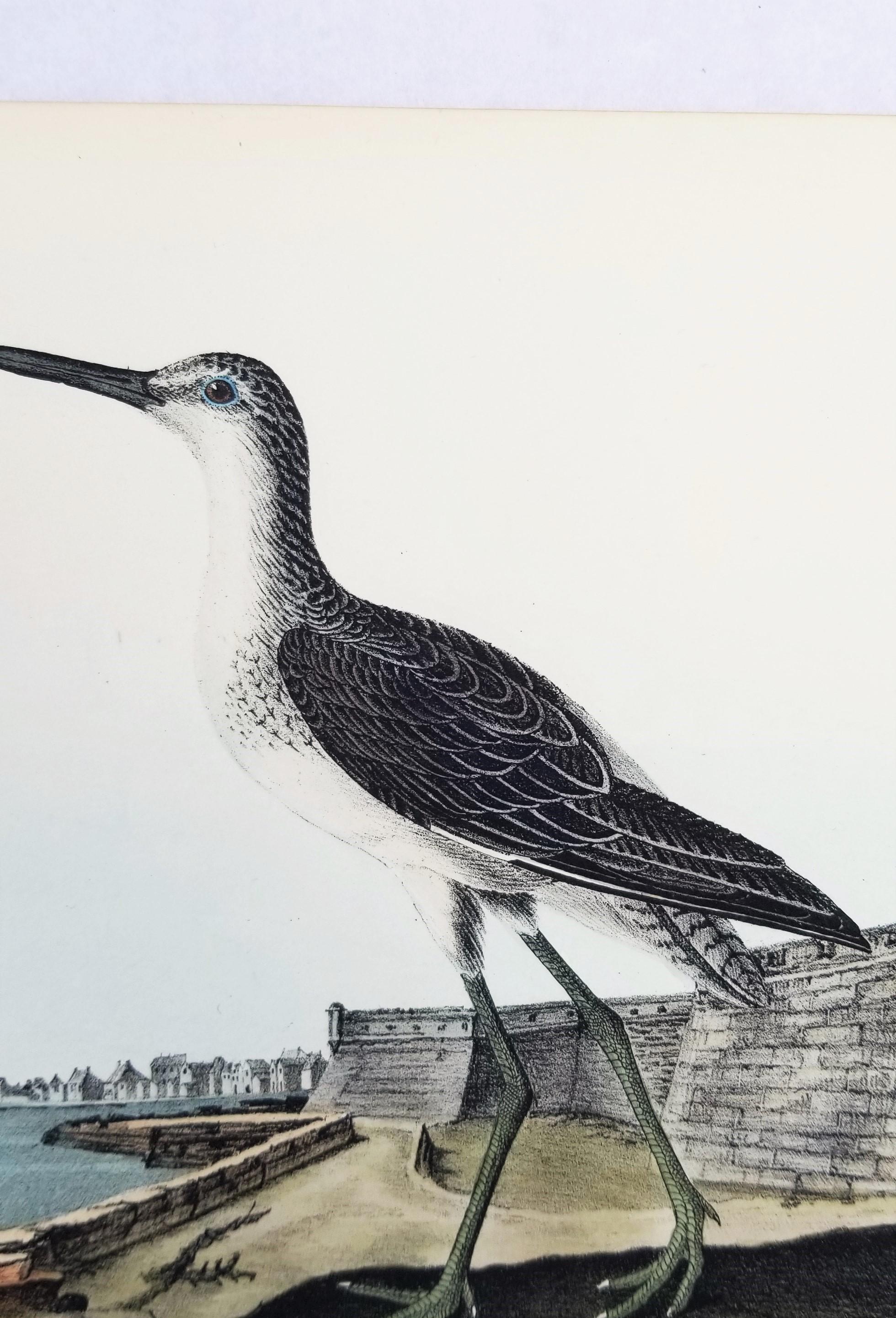 Greenshank (St. Augustine, FL) /// Bird Ornithology John James Audubon Seascape For Sale 4