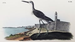 Archibebe común (San Agustín, FL) /// Ornitología de aves John James Audubon Paisaje marino