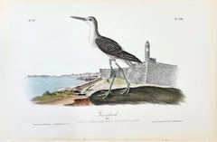 Greenshank (View of St. Augustine & Spanish Fort East Florida) /// Audubon Birds