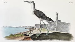 Greenshank (View of St. Augustine & Spanish Fort East Florida) /// Audubon Birds
