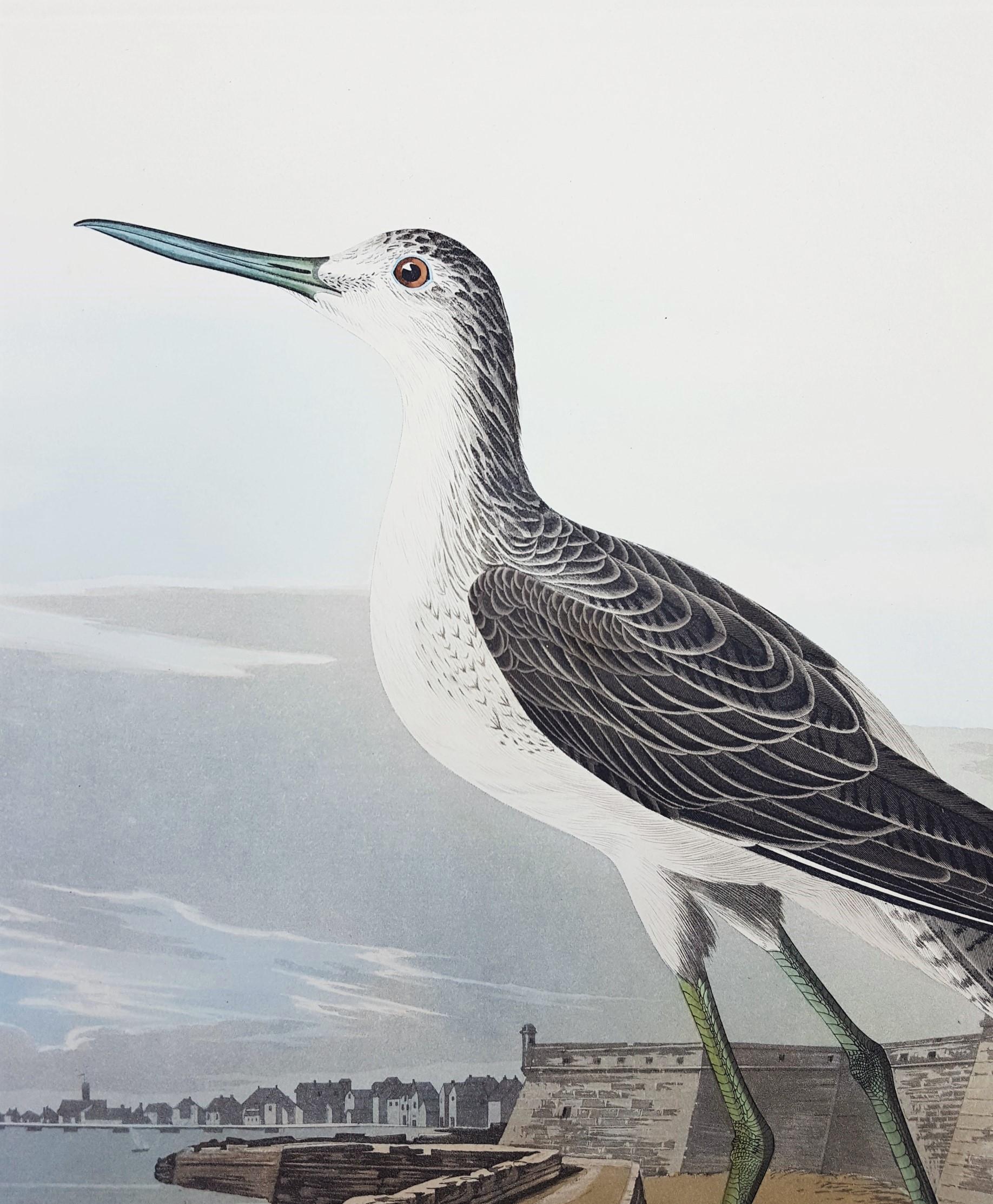 Greenshank (View of St. Augustine & Spanish Fort East Florida) 2