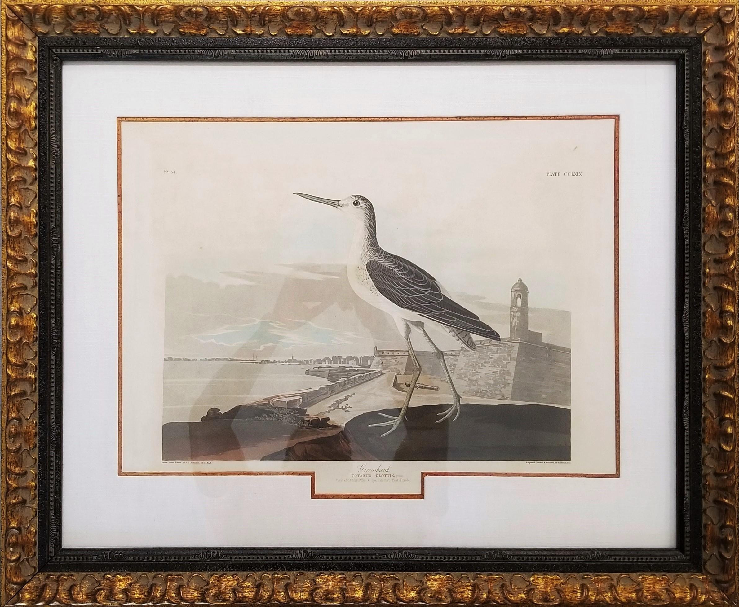 Greenshank (Vue de St. Augustine et d'Espagne Fort East Florida) /// Oiseau Audubon - Print de John James Audubon