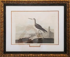 Greenshank (View of St. Augustine & Spanish Fort East Florida) /// Bird Audubon