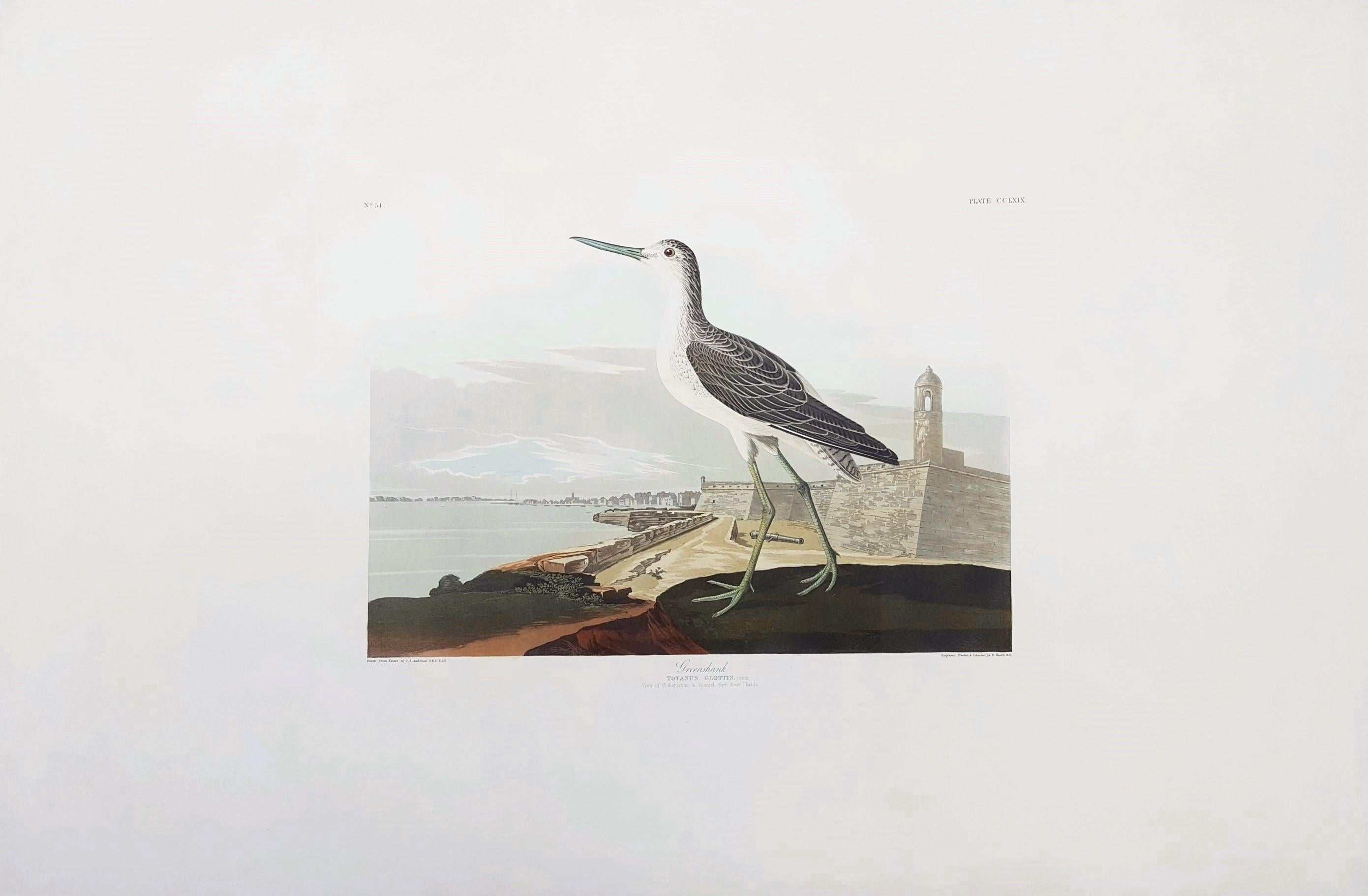 Greenshank (View of St. Augustine & Spanish Fort East Florida) - Print by John James Audubon