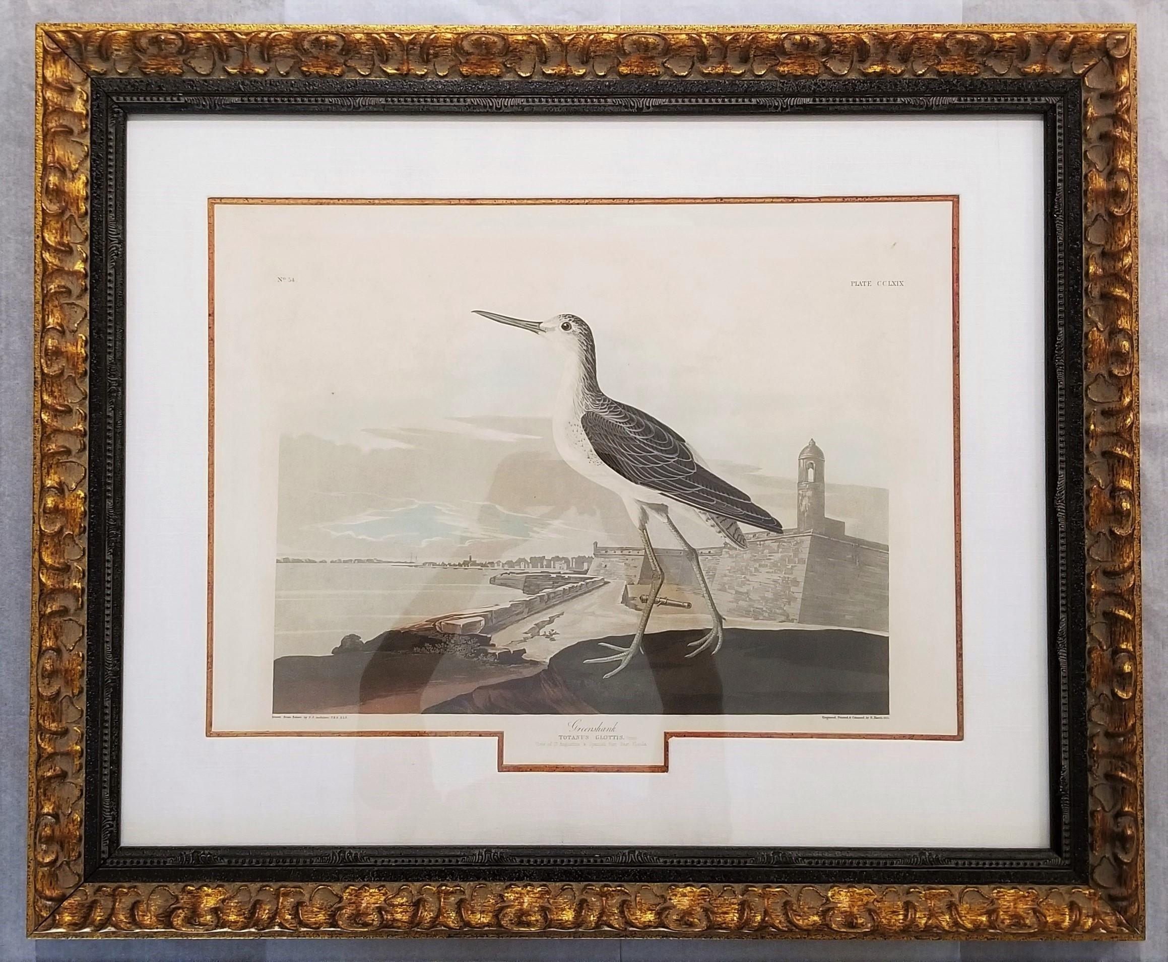 Greenshank (Vue de St. Augustine et d'Espagne Fort East Florida) /// Oiseau Audubon - Victorien Print par John James Audubon