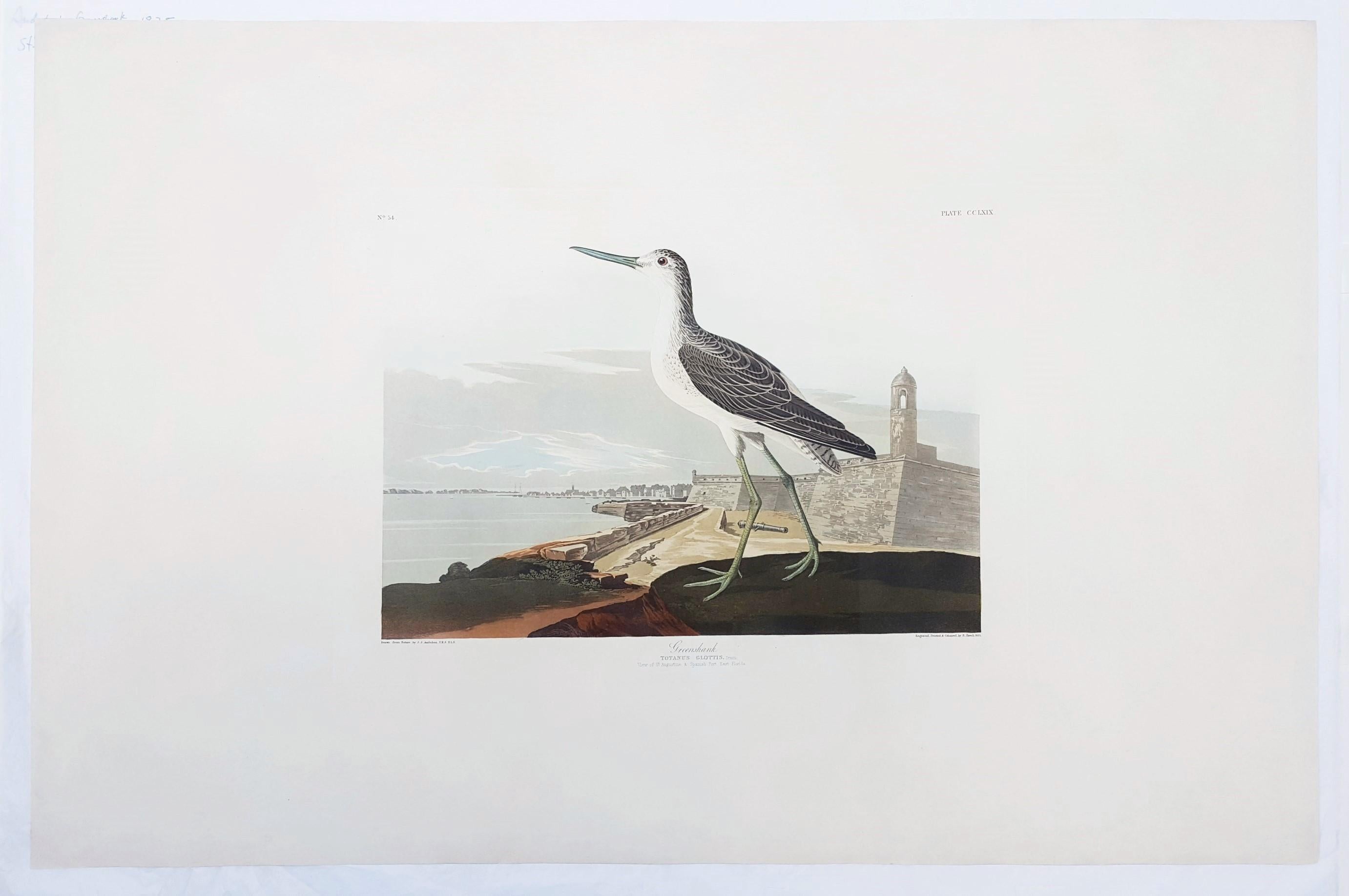 john james audubon watercolor painting