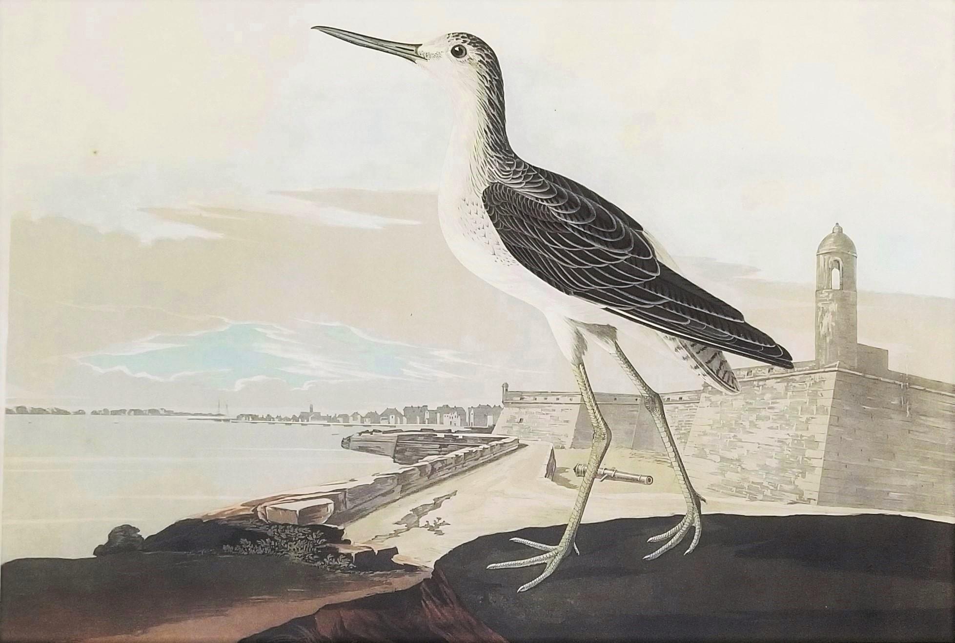 John James Audubon Animal Print - Greenshank (View of St. Augustine & Spanish Fort East Florida) /// Bird Audubon