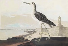 Greenshank (Vue de St. Augustine et d'Espagne Fort East Florida) /// Oiseau Audubon