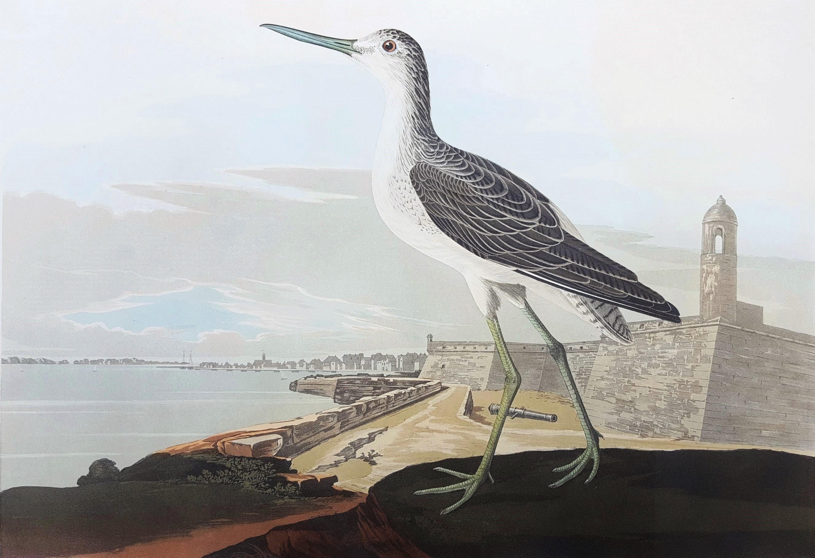 John James Audubon Animal Print - Greenshank (View of St. Augustine & Spanish Fort East Florida)