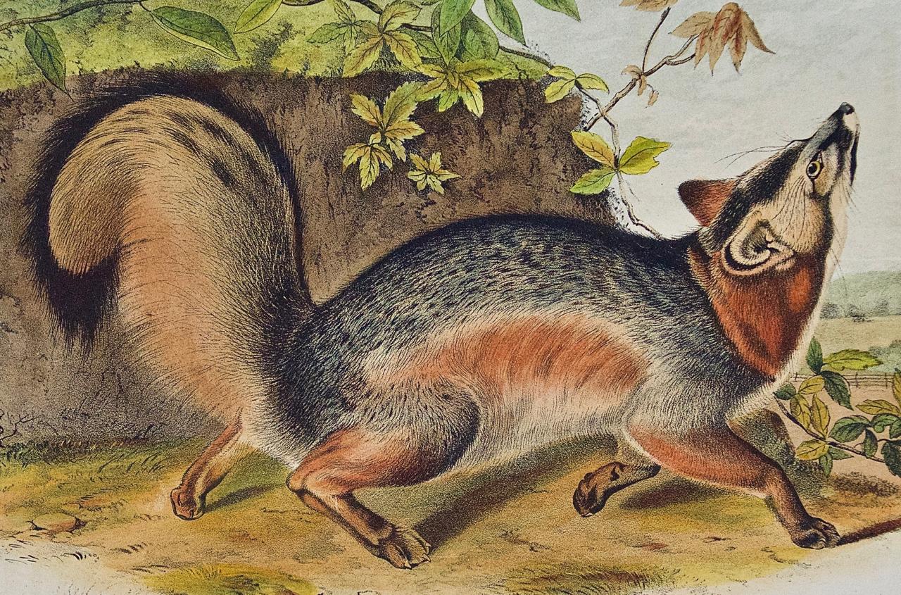Grey Fox: An Original 19th Century Hand-colored Lithograph by Audubon - Print by John James Audubon