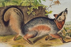 Grey Fox: An Original 19th Century Hand-colored Lithograph by Audubon