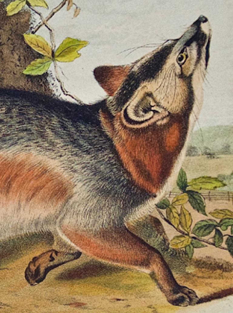 Grey Fox: An Original 19th Century Hand-colored Lithograph by Audubon - Naturalistic Print by John James Audubon