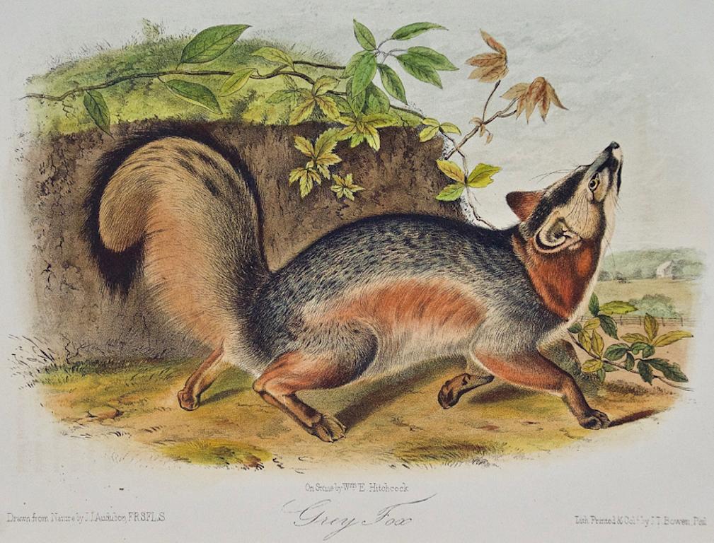 Grey Fox: An Original 19th Century Hand-colored Lithograph by Audubon - Beige Landscape Print by John James Audubon