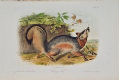 Grey Fox: An Original 19th Century Hand-colored Lithograph by Audubon