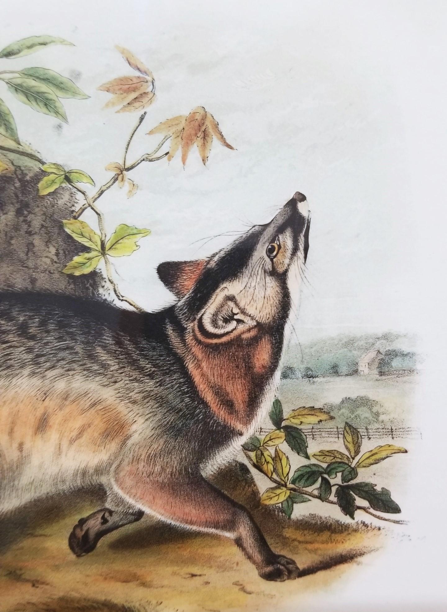 Grey Fox /// Natural History Animal Nature John James Audubon Antique Lithograph For Sale 6