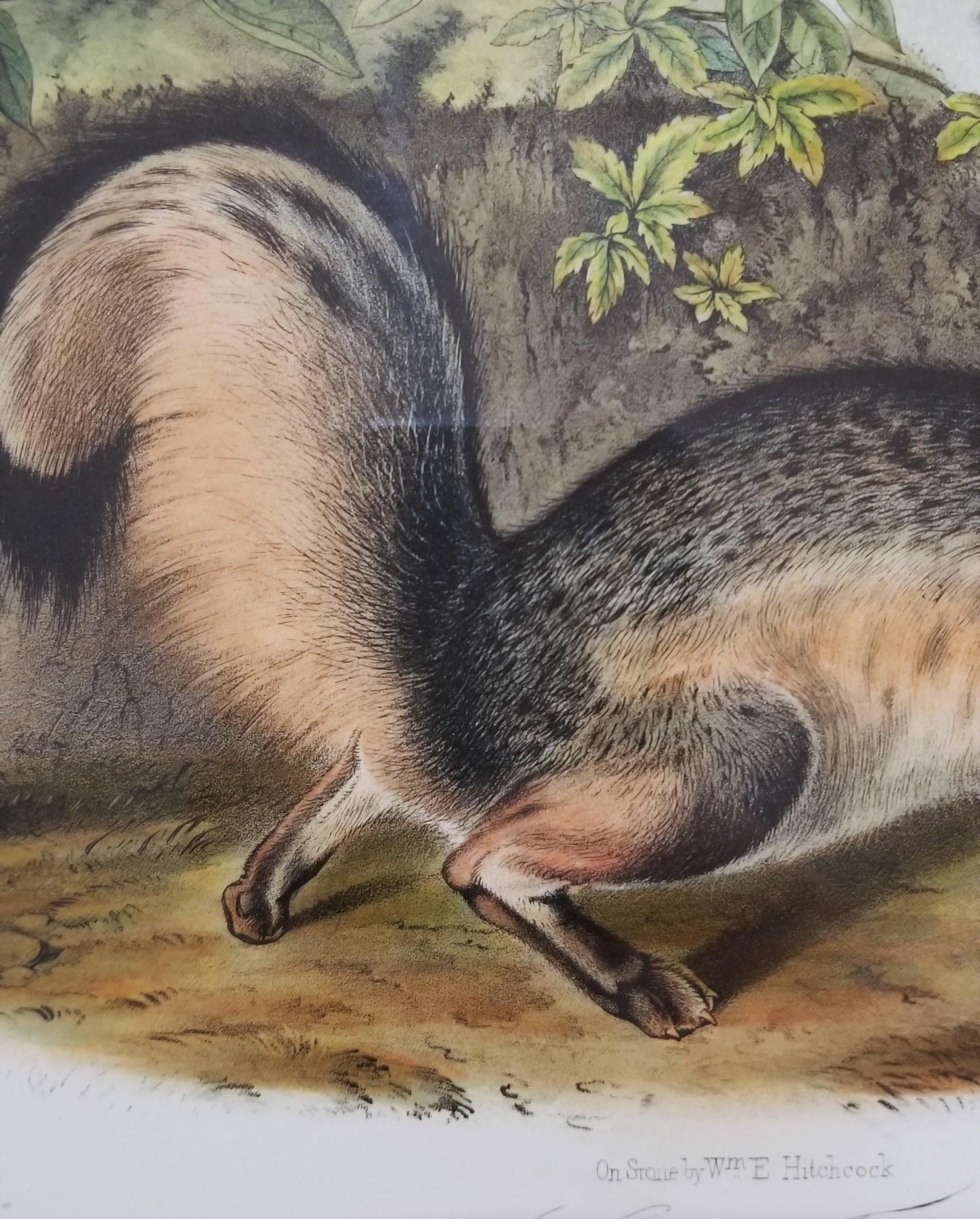 Grey Fox /// Natural History Animal Nature John James Audubon Antique Lithograph For Sale 8