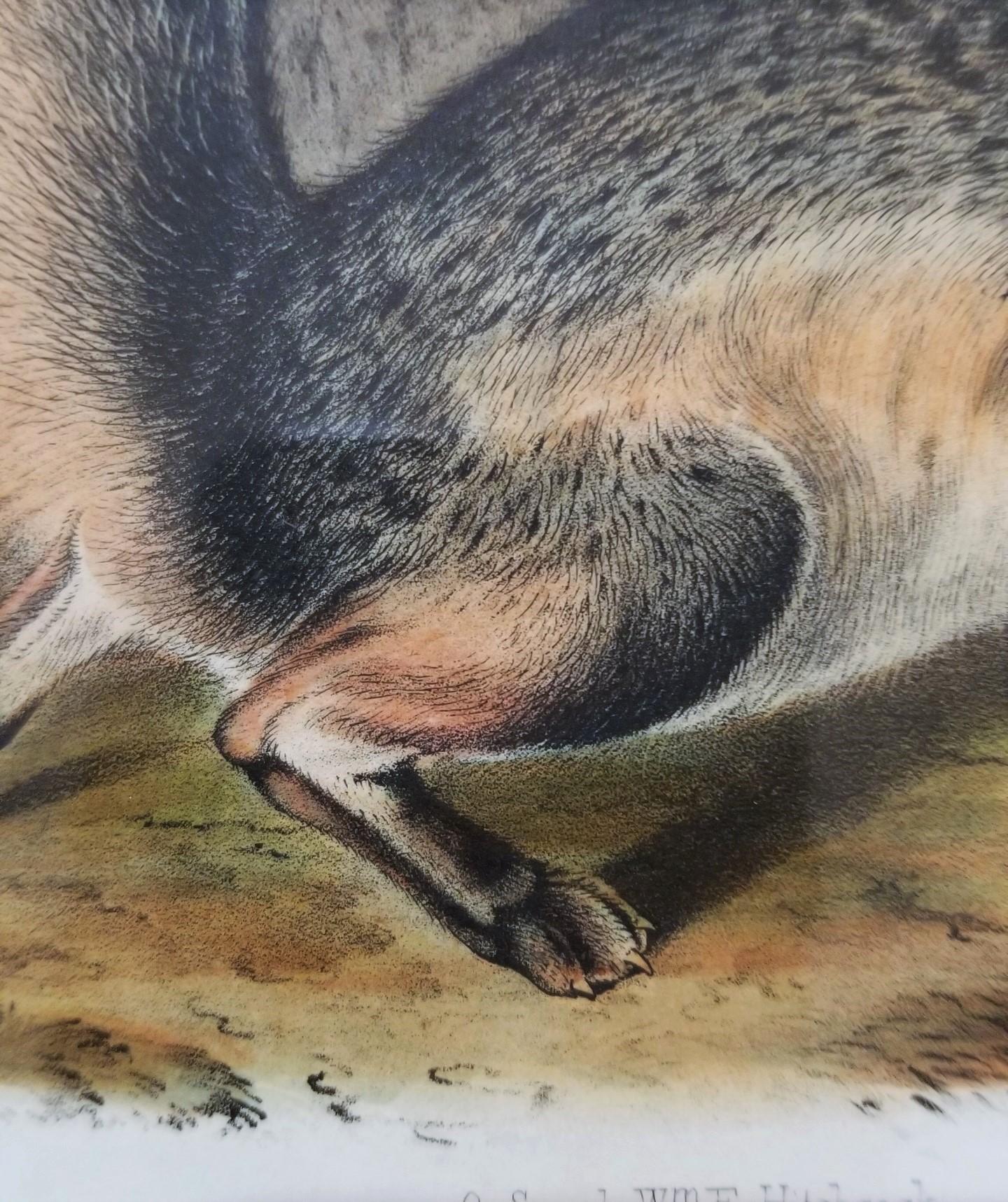 Grey Fox /// Natural History Animal Nature John James Audubon Antique Lithograph For Sale 9