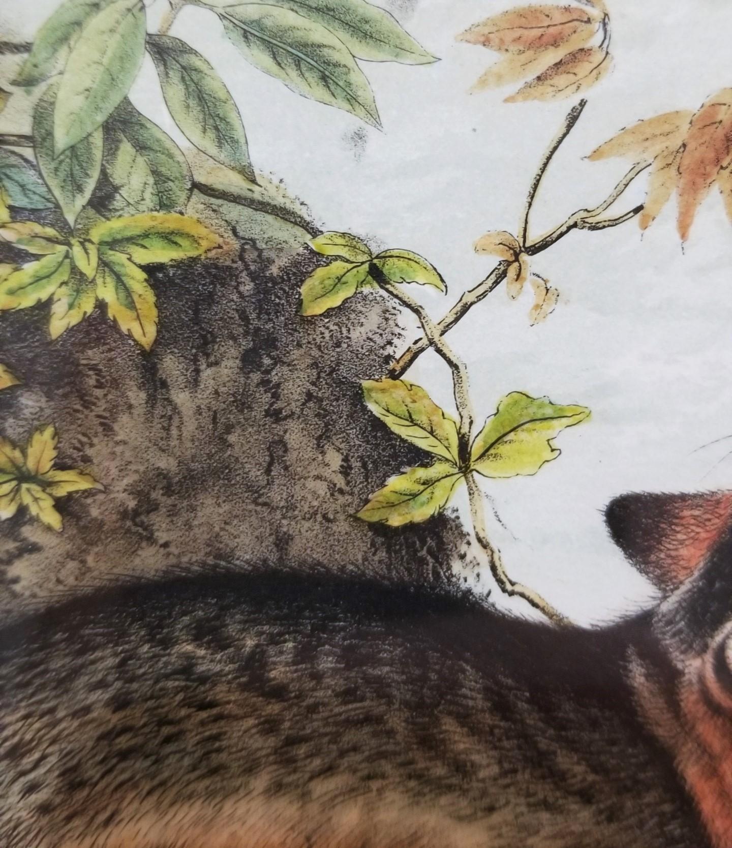 Grey Fox /// Natural History Animal Nature John James Audubon Antique Lithograph For Sale 11