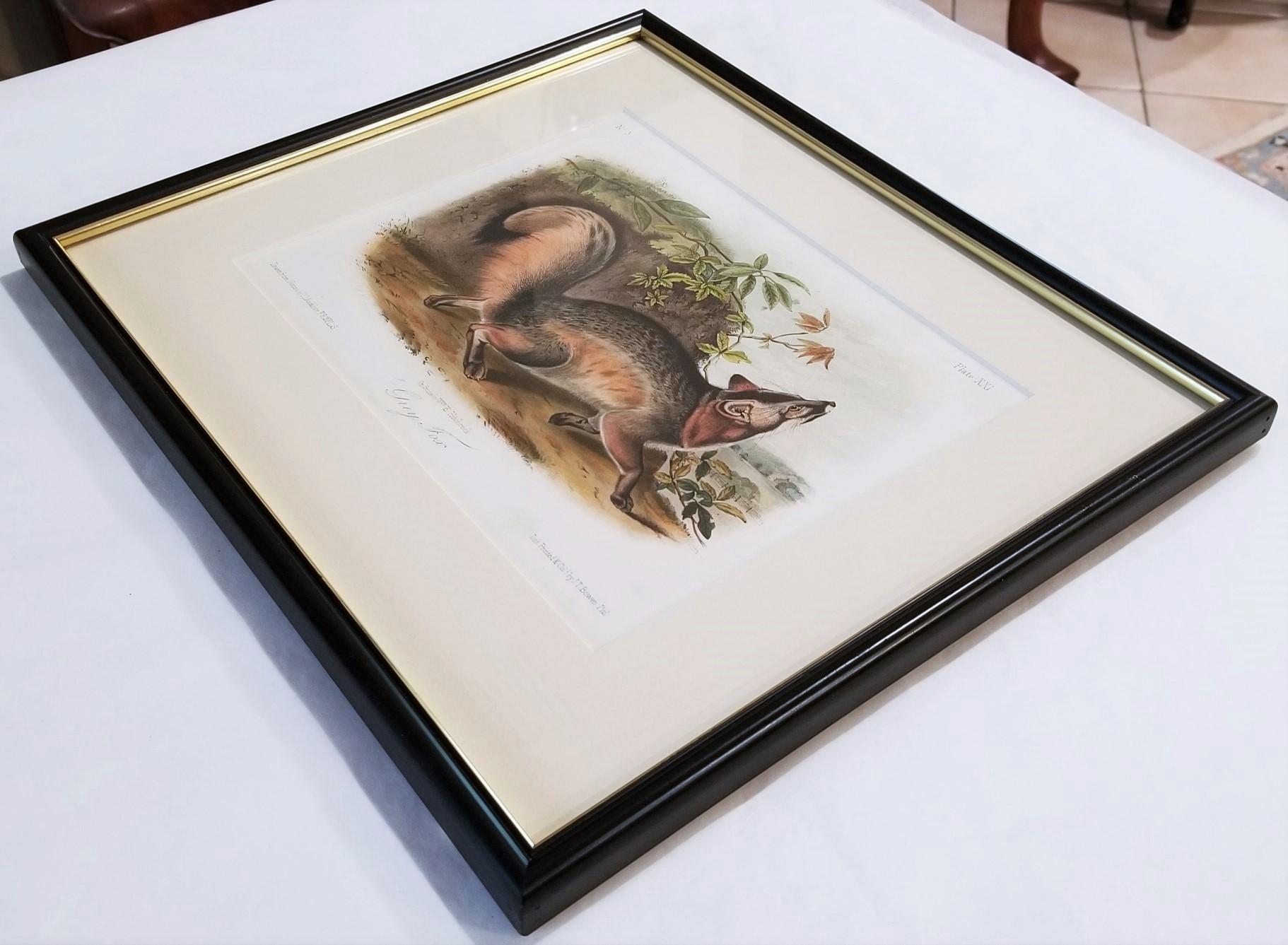 Grey Fox /// Natural History Animal Nature John James Audubon Antique Lithograph For Sale 13
