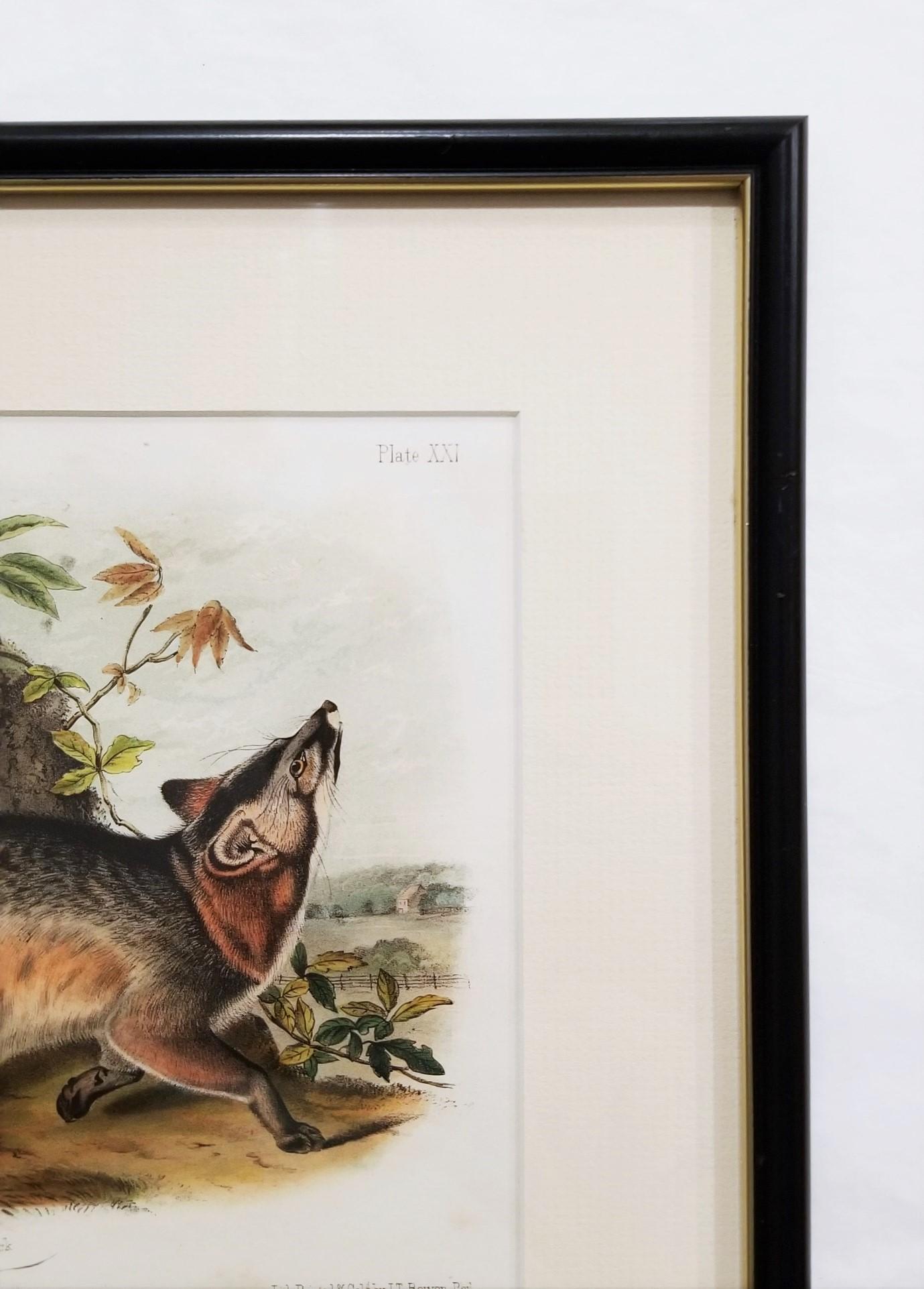 Grey Fox /// Natural History Animal Nature John James Audubon Antique Lithograph For Sale 2