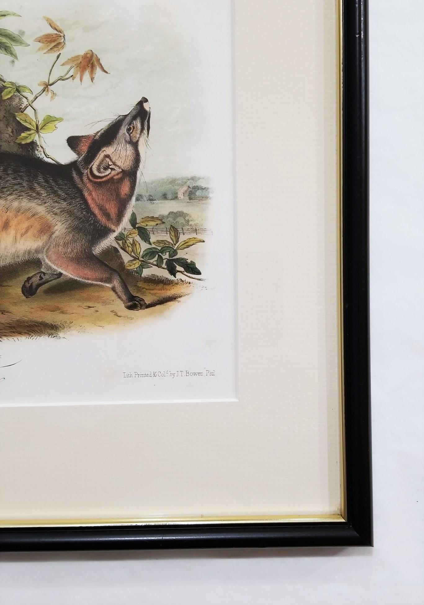 Grey Fox /// Natural History Animal Nature John James Audubon Antique Lithograph For Sale 3