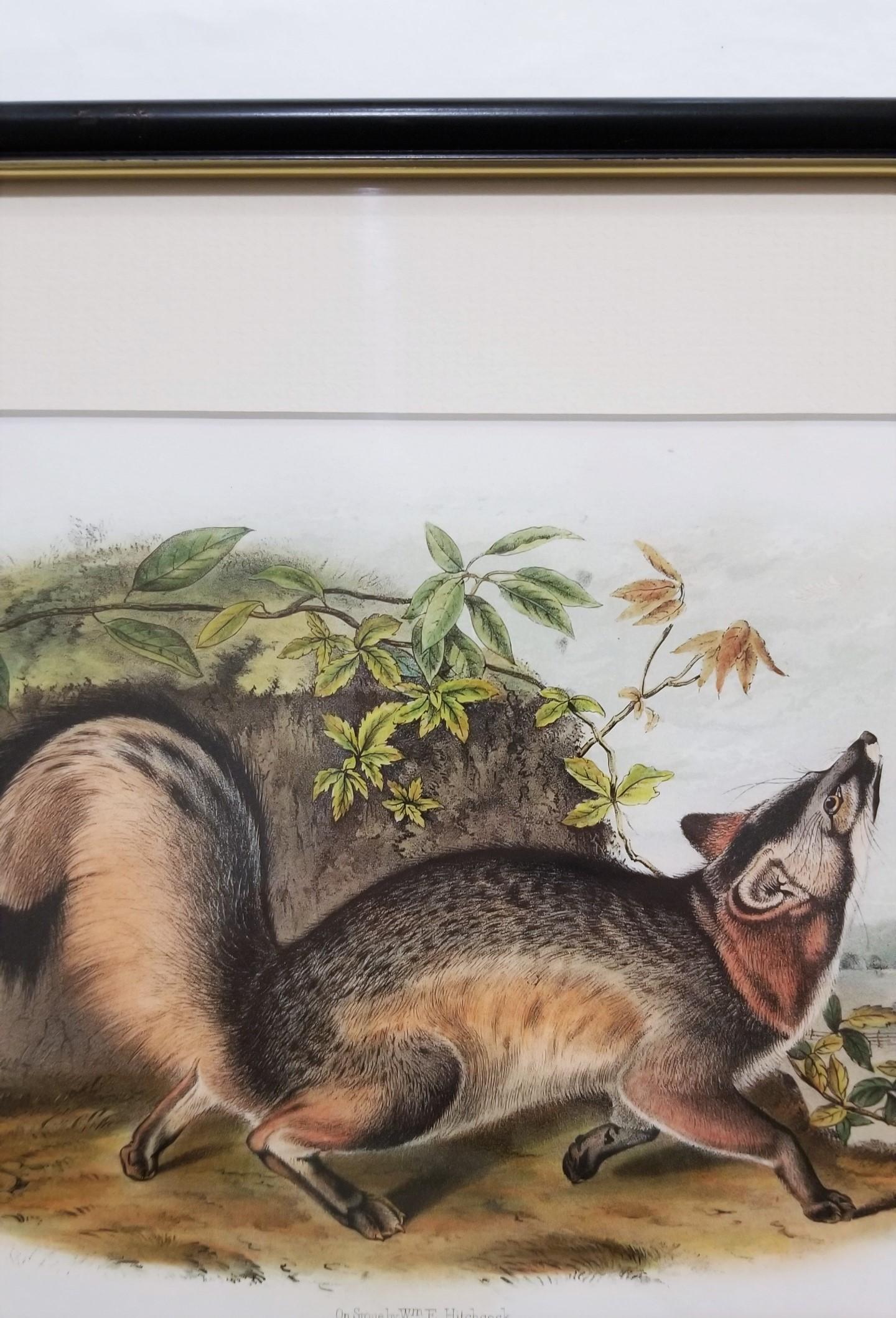Grey Fox /// Natural History Animal Nature John James Audubon Antique Lithograph For Sale 4