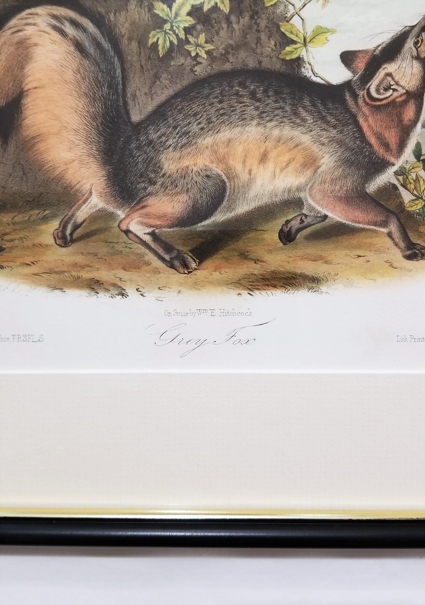 Grey Fox /// Natural History Animal Nature John James Audubon Antique Lithograph For Sale 5