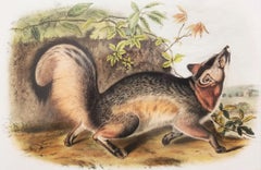 Grauer Fuchs /// Naturgeschichte Tier Natur John James Audubon Antike Lithographie