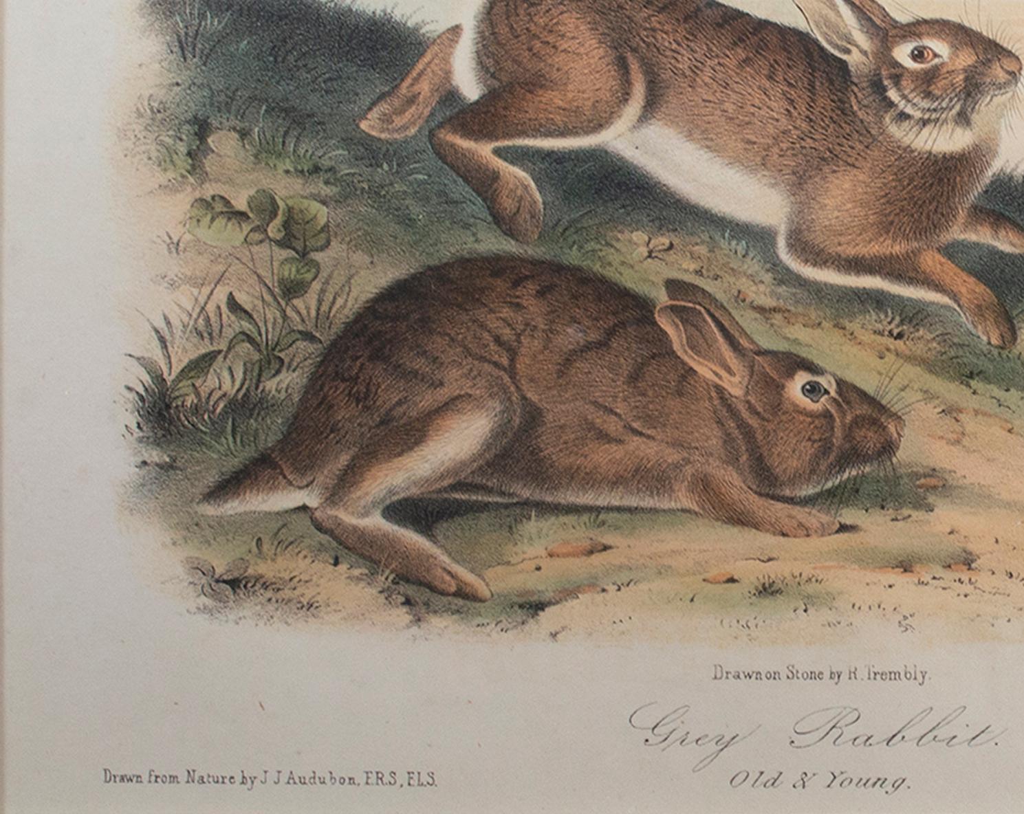 Lithographie en couleurs du 19e siècle lapins animaux nature estampe faune sauvage - Print de John James Audubon