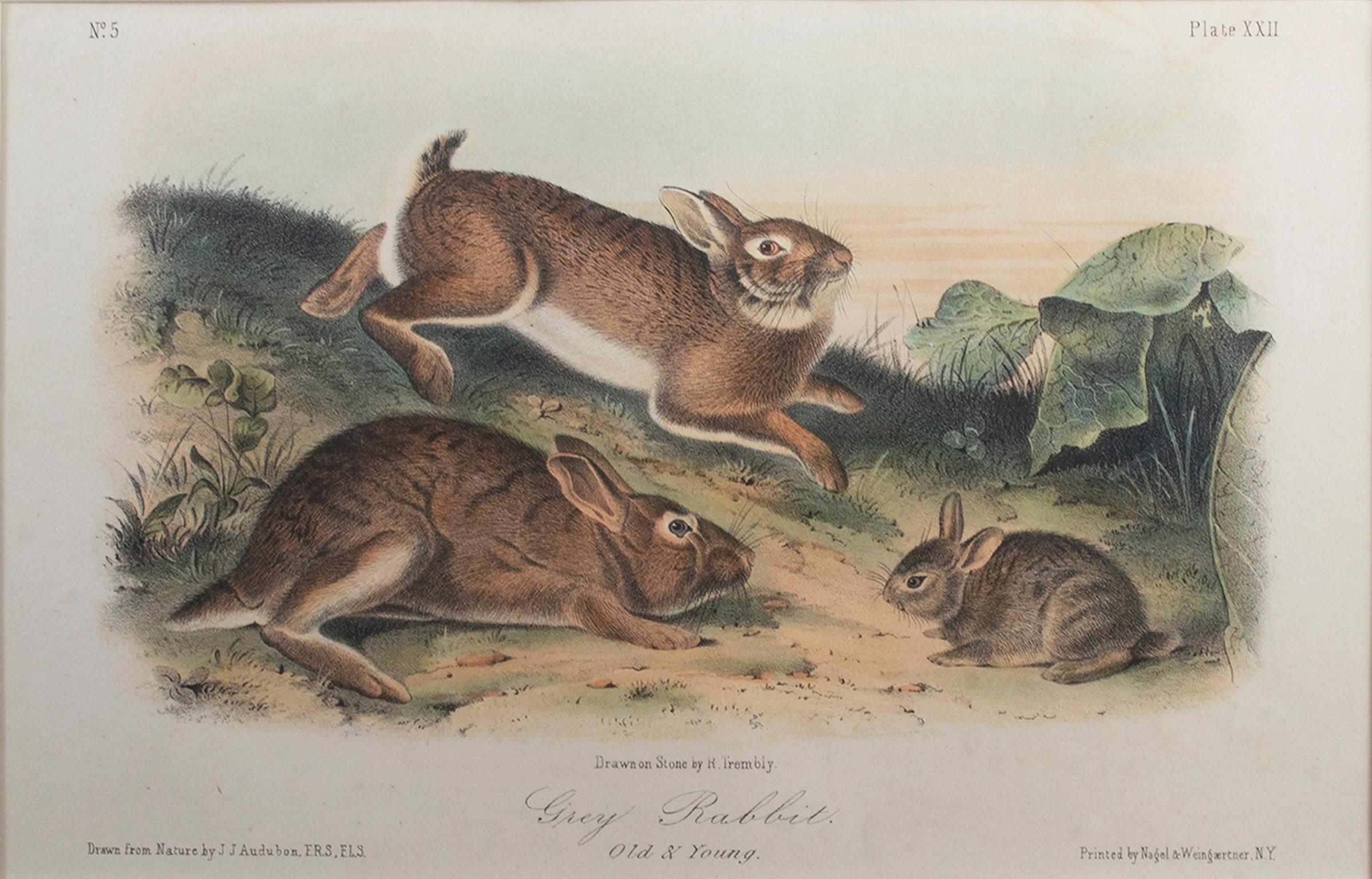 19th century color lithograph rabbits animal nature print wildlife