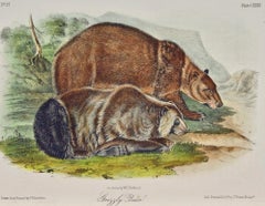 "Grizzly Bear", une lithographie originale d'Audubon du 19ème siècle, coloriée à la main et représentant un quadrupède.