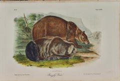 "Grizzly Bear", an Original 19th C. Audubon Hand Colored Quadruped Lithograph