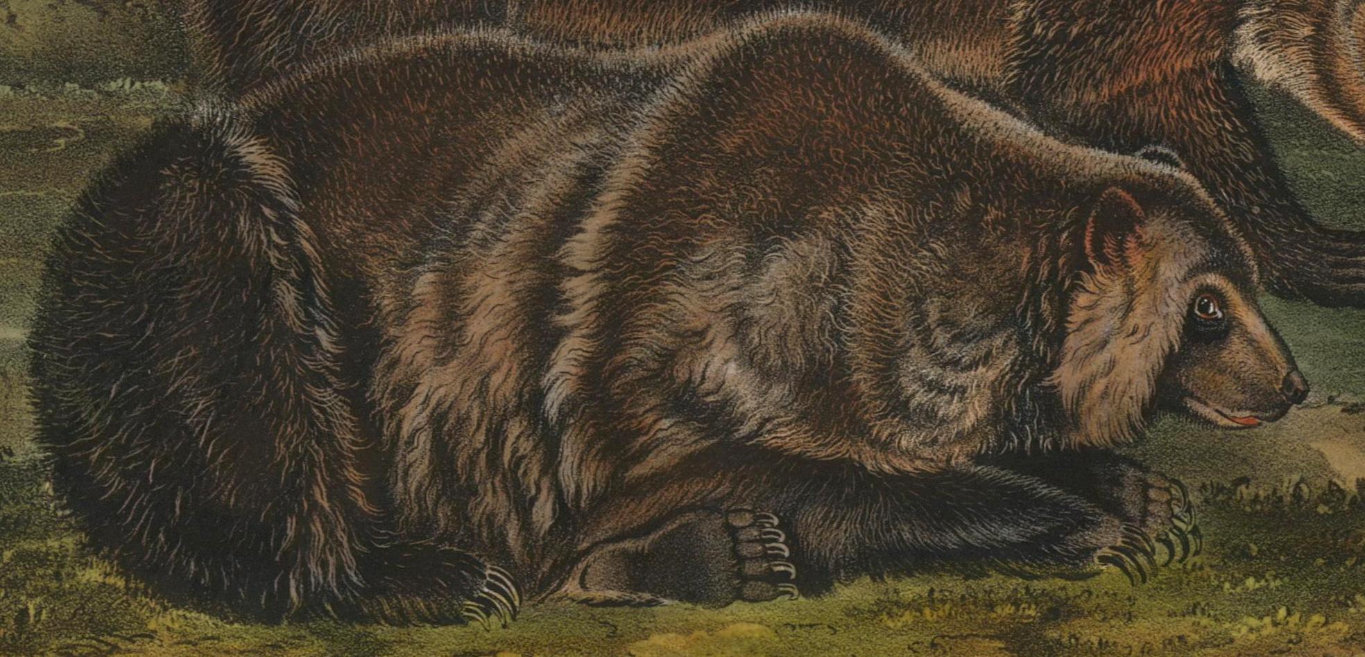 john grizzly