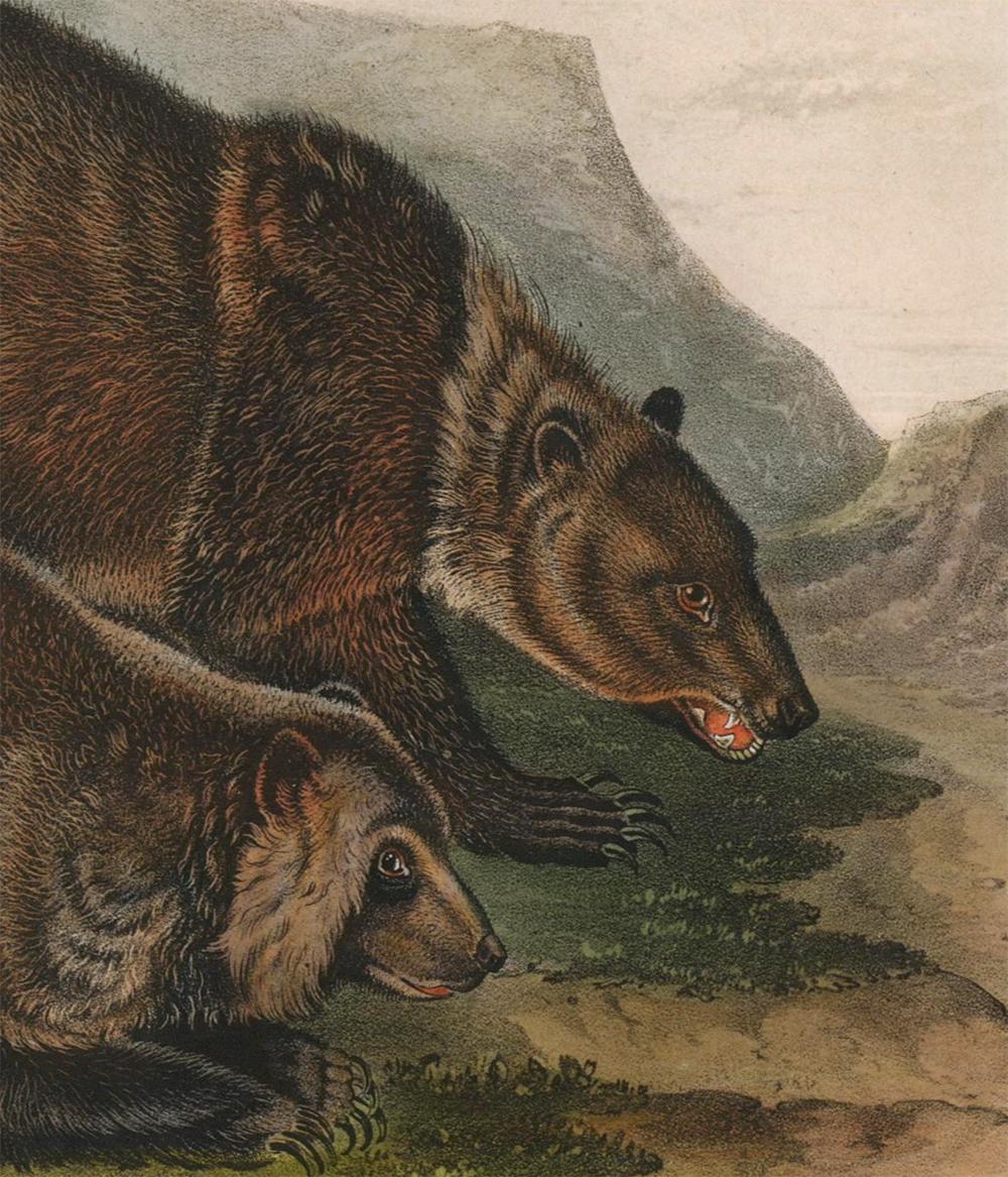 Grizzly Bear by Audubon - Brown Animal Print by John James Audubon