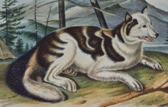 Hare Indian Dog: An Original 19th Century Audubon Hand-colored Lithograph